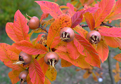 Jahreszeitenfarben Herbstschmuck