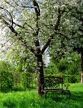 Postkarte Frühlingsbaum