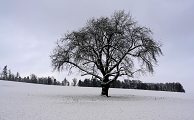 Postkarte Apfelbaum im Winter